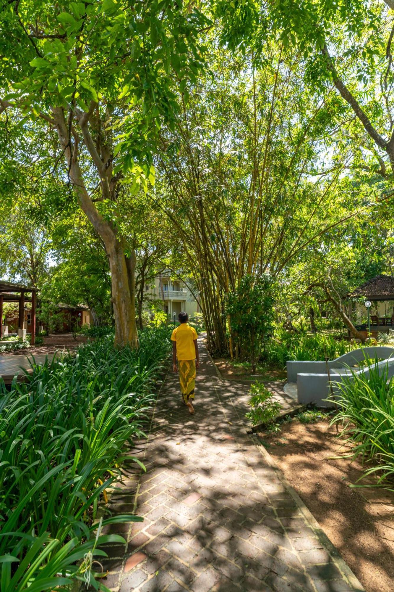 Siddhalepa Ayurveda Resort - All Meals, Ayurveda Treatment And Yoga Wadduwa Zewnętrze zdjęcie